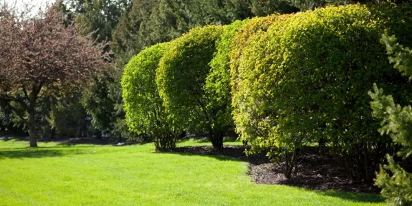 tree and shrub